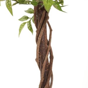 Ekskluzywne Drzewo Wisteria dekoracyjne w doniczce 1,1 m